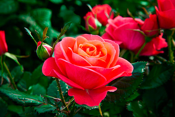 roseto garden designer Torino